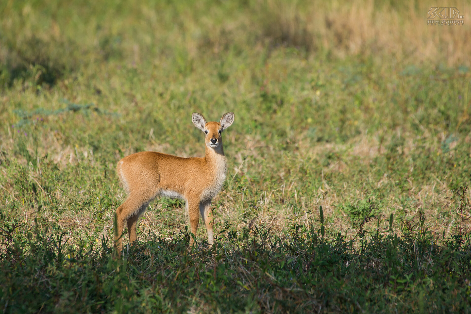 South Luangwa - Jonge puku  Stefan Cruysberghs